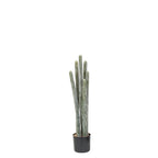 P6104-COLUMNAR CACTI
