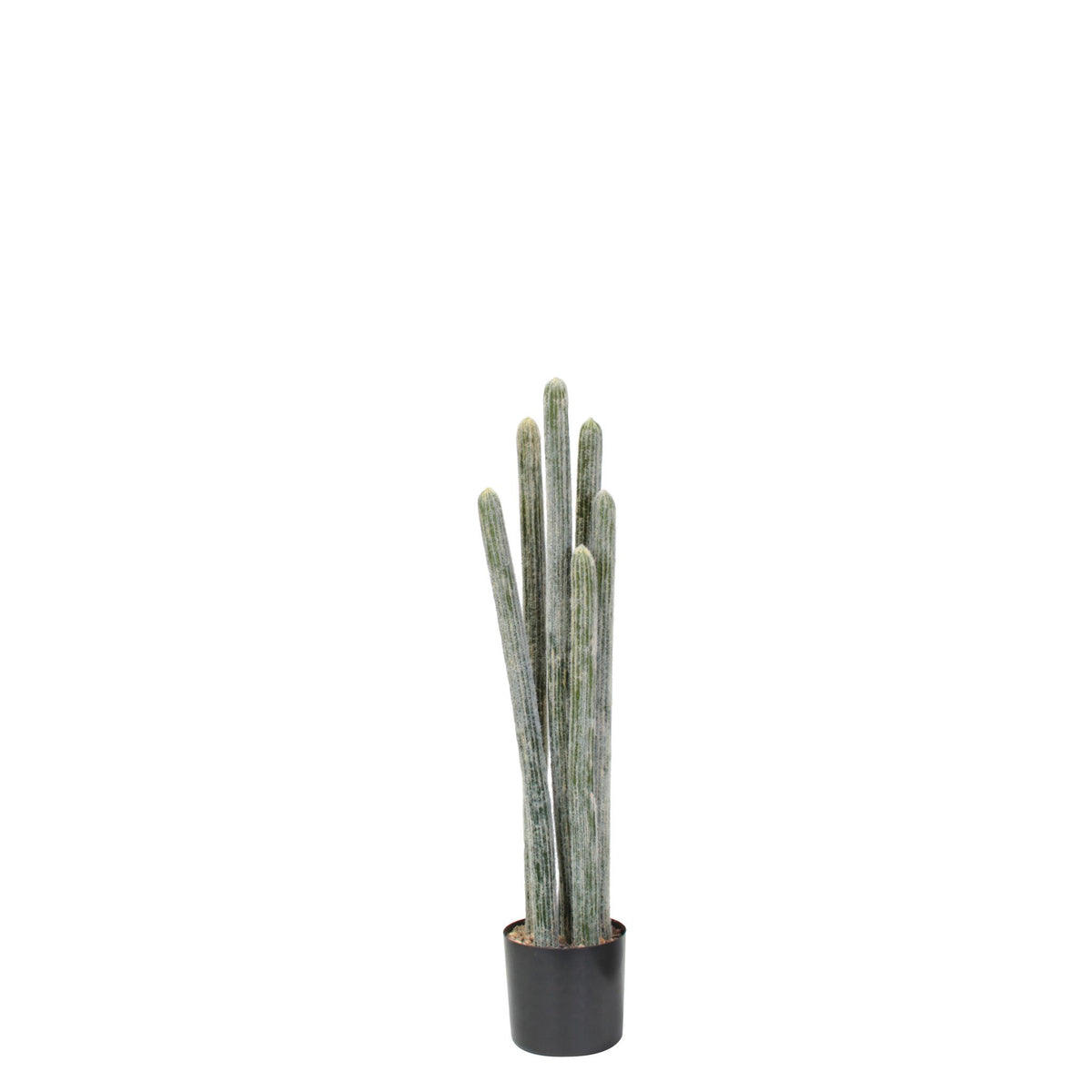 P6104-COLUMNAR CACTI