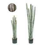 P6104-COLUMNAR CACTI