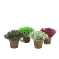 PP2020-ASSTD CEDAR LEAF