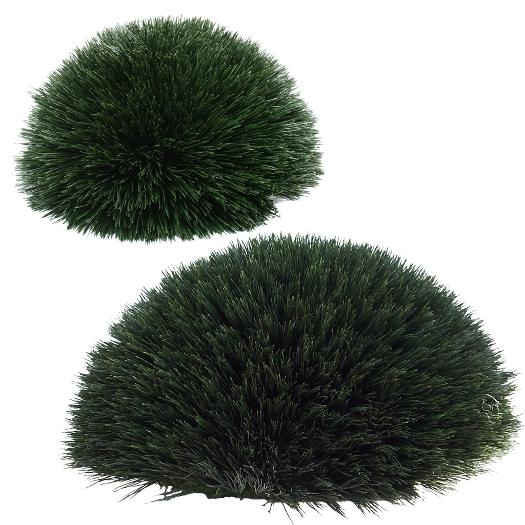 PP3012HB -  WHEAT GRASS MOUND
