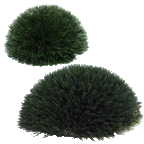 PP3012HB -  WHEAT GRASS MOUND