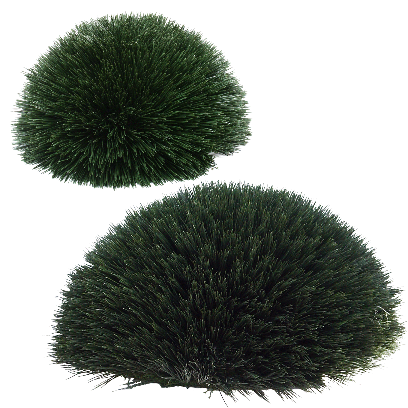 PP3012HB -  WHEAT GRASS MOUND