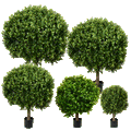 PP4036B-BOXWOOD BALL