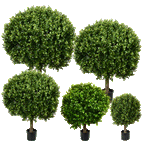 PP4036B-BOXWOOD BALL