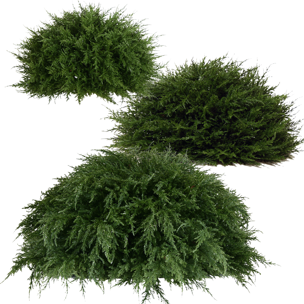 PP4037HB-D MINI CYPRESS HALF BALL