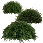 PP4037HB-D MINI CYPRESS HALF BALL