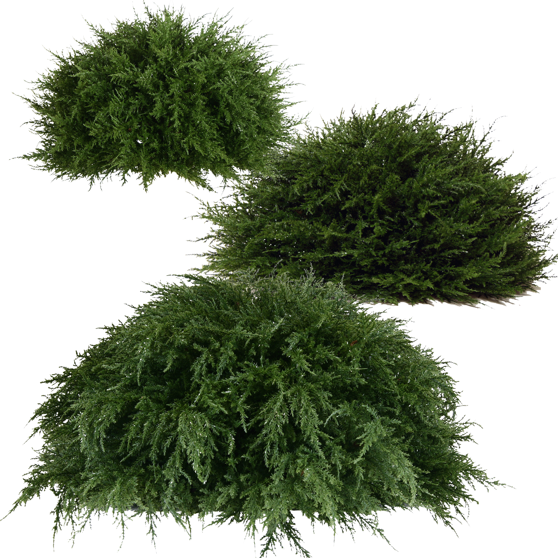 PP4037HB-D MINI CYPRESS HALF BALL