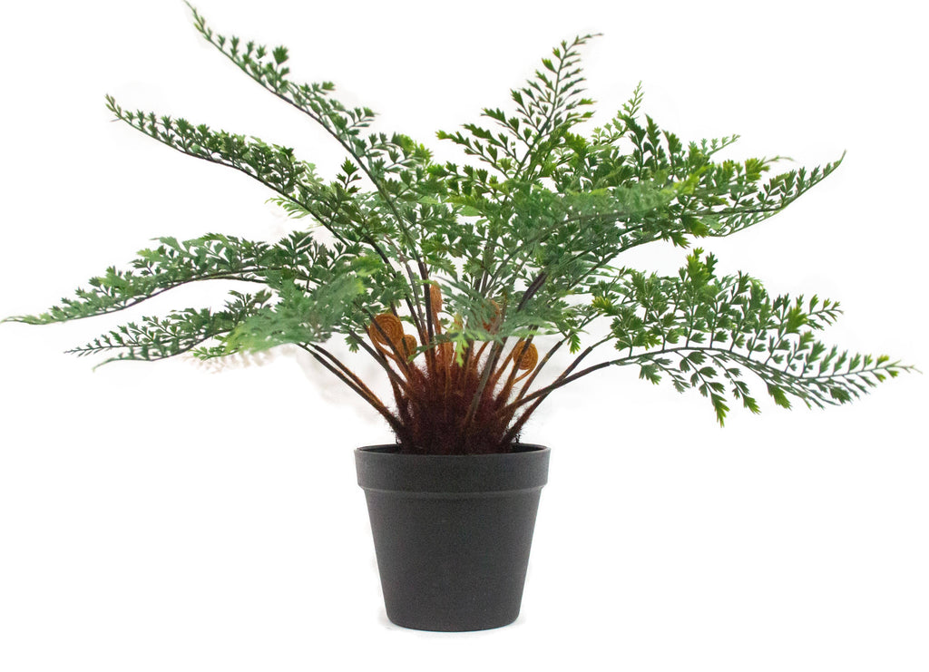 PTP7230-MAIDENHAIR FERN