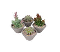 PTP6128A-MIXED SUCCULENTS IN WHITE BOWL