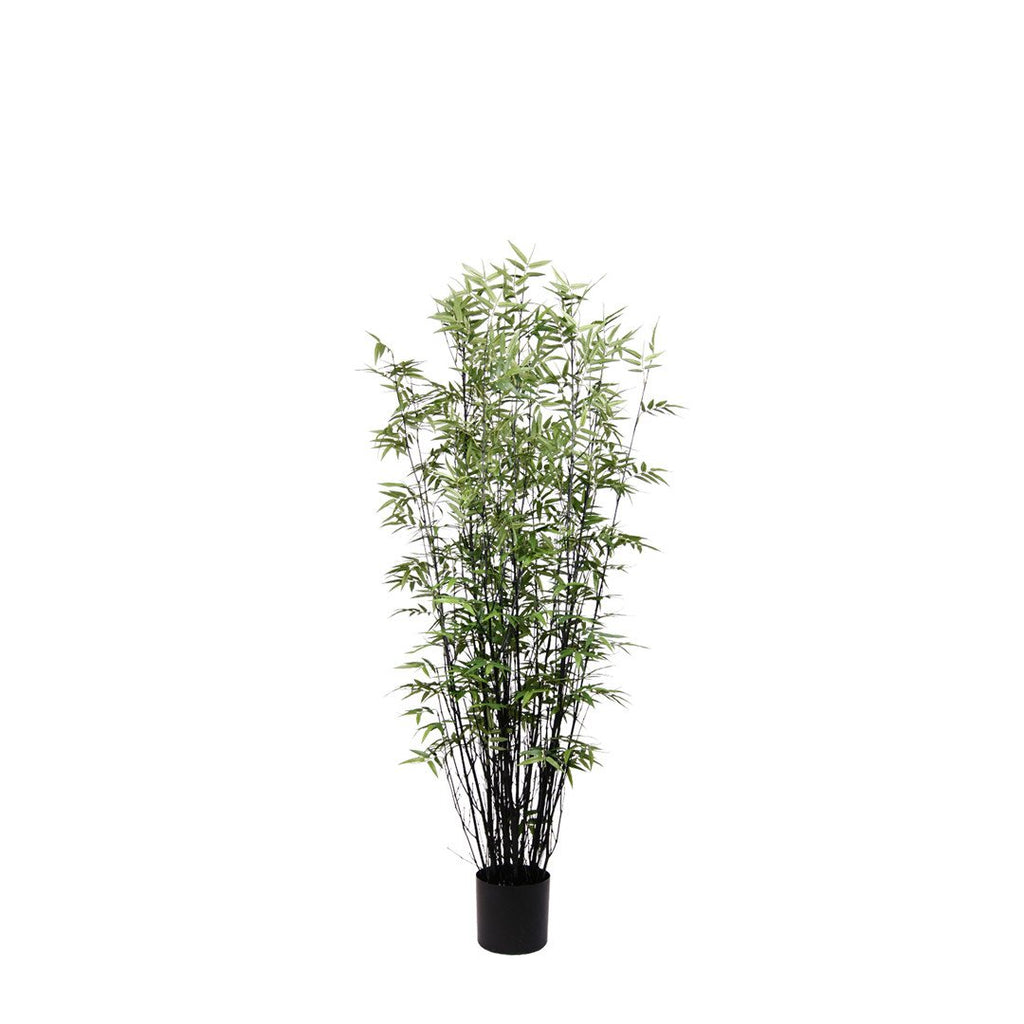 P1378 - BLACK ORIENTAL BAMBOO TREE