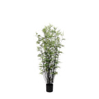 P1378 - BLACK ORIENTAL BAMBOO TREE