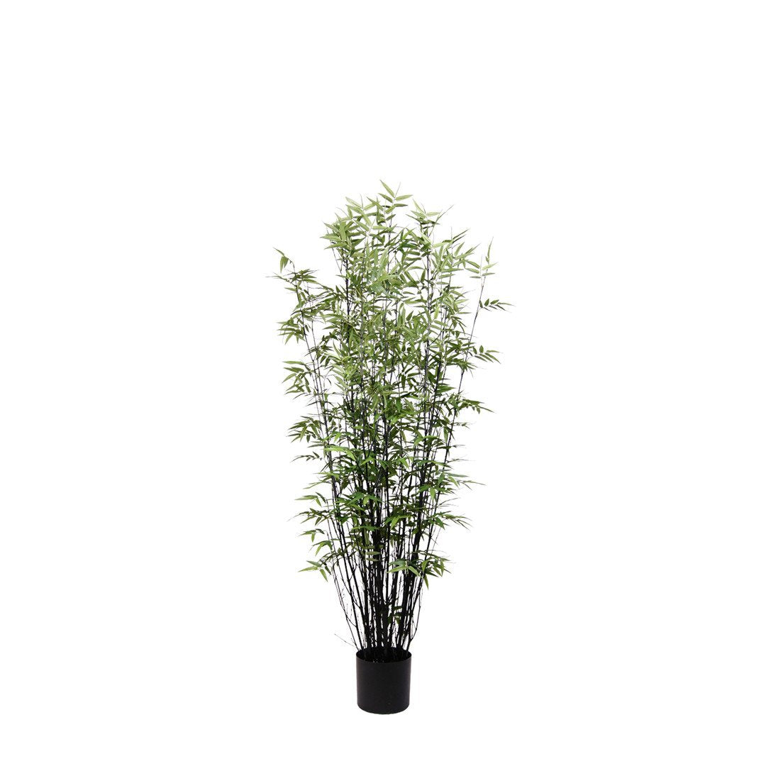 P1378 - BLACK ORIENTAL BAMBOO TREE