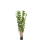 P1378 - BLACK ORIENTAL BAMBOO TREE