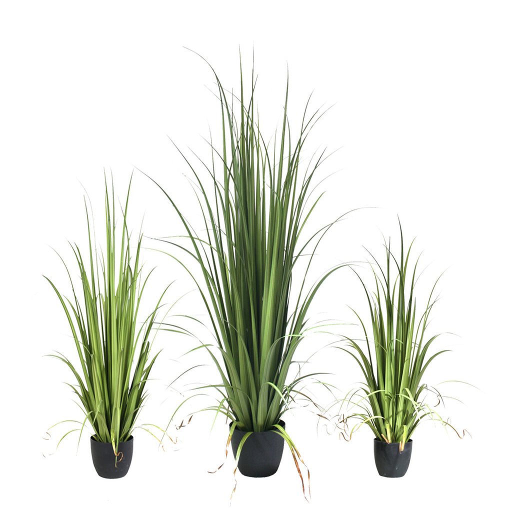 P1524-GLADIOLUS GRASS