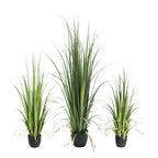 P1524-GLADIOLUS GRASS