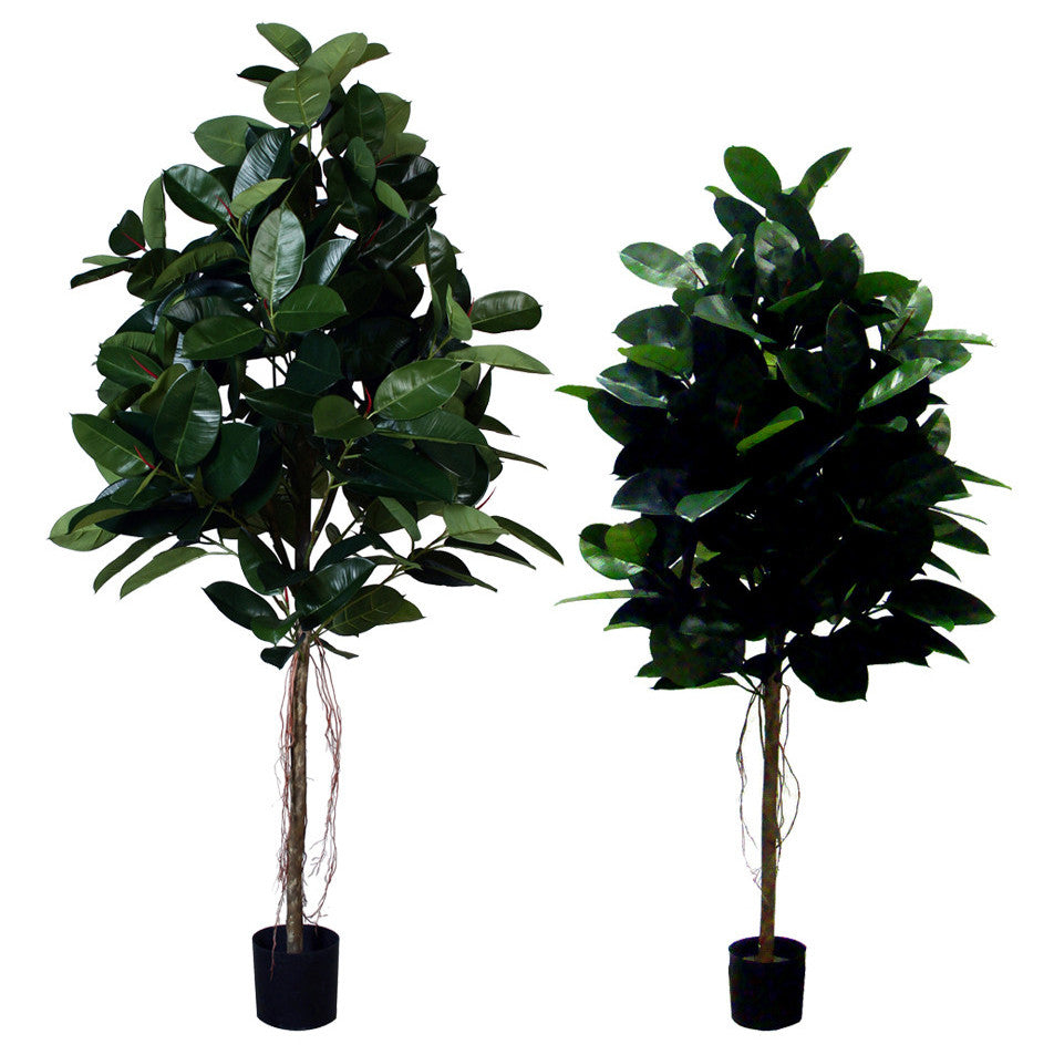 P1604-RUBBER PLANT