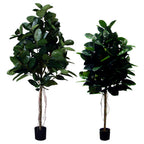P1604-RUBBER PLANT