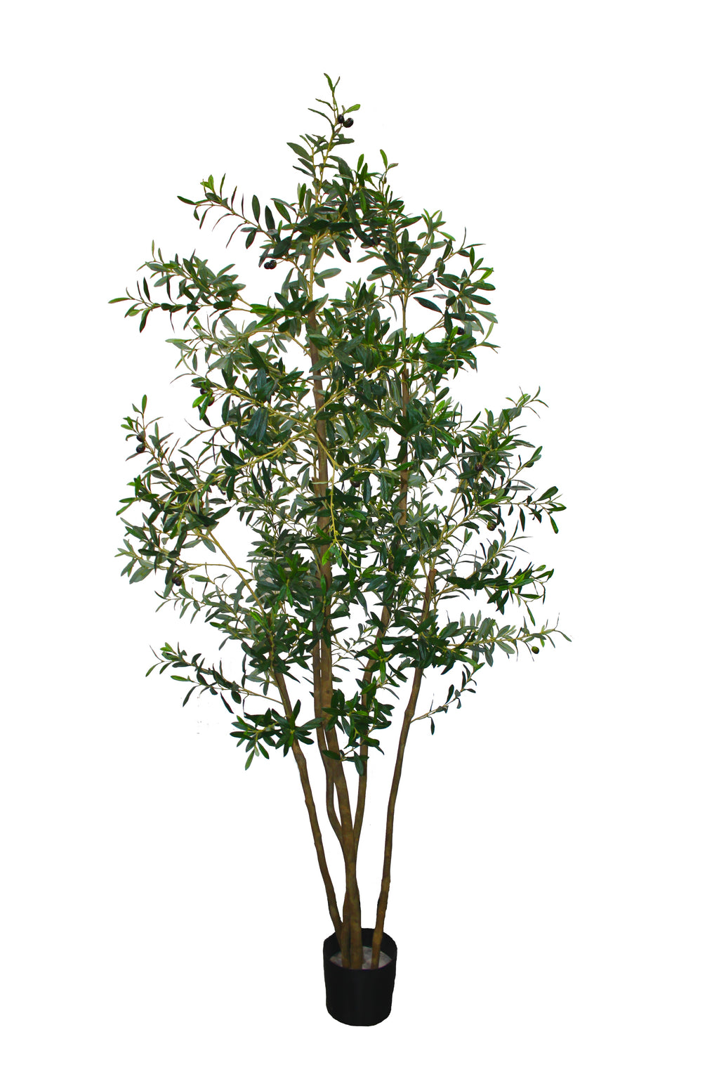P1689-ITALIAN OLIVE TREE