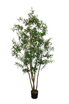 P1689-ITALIAN OLIVE TREE