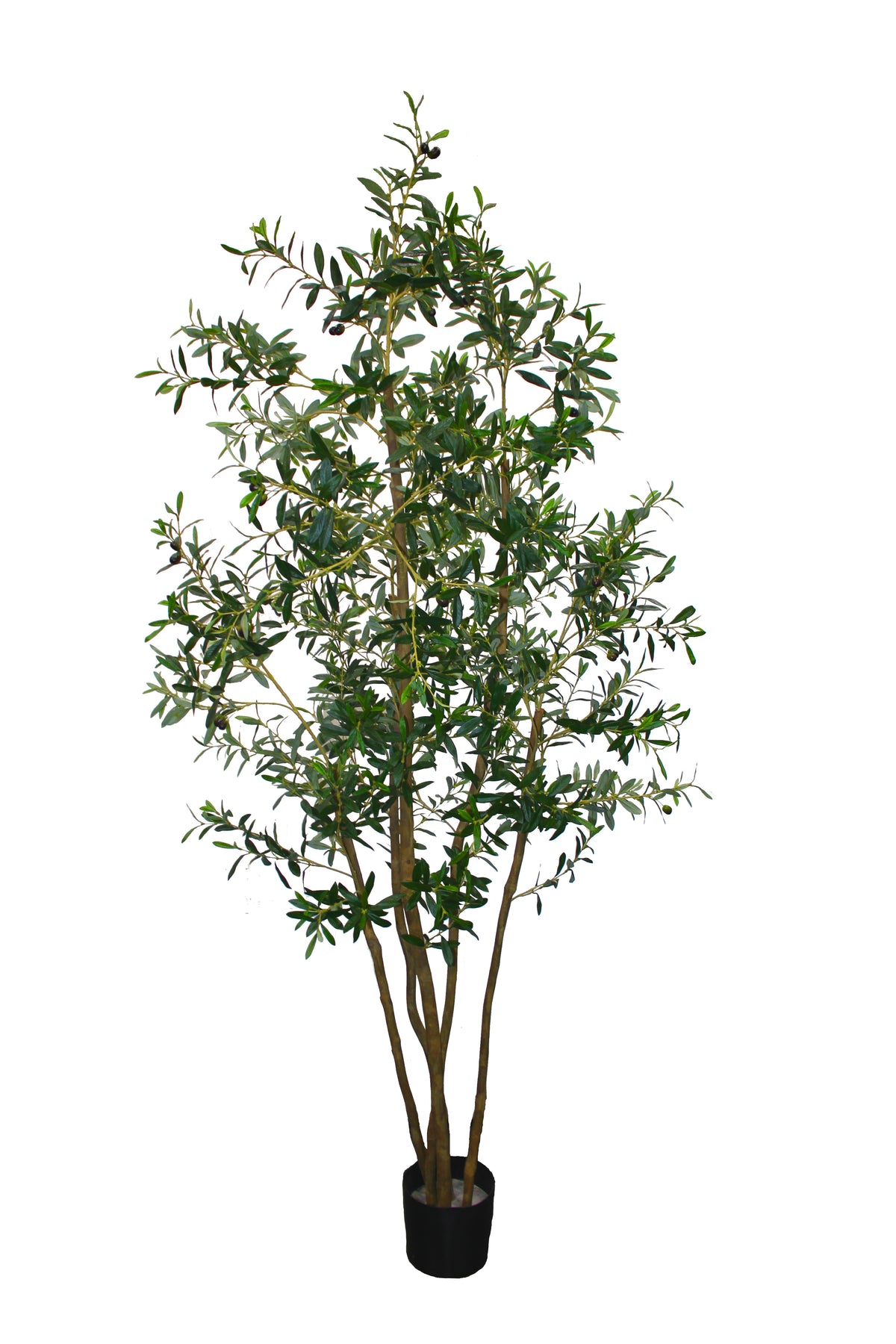 P1689-ITALIAN OLIVE TREE
