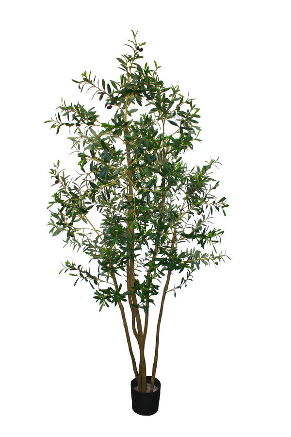 P1689-ITALIAN OLIVE TREE