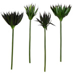 P2827-BLACK AGAVE STEM
